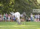 650A2065 Lipizzaner im Burggarten Foto Pfluegl 160719